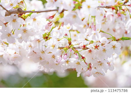 満開の桜 113475786