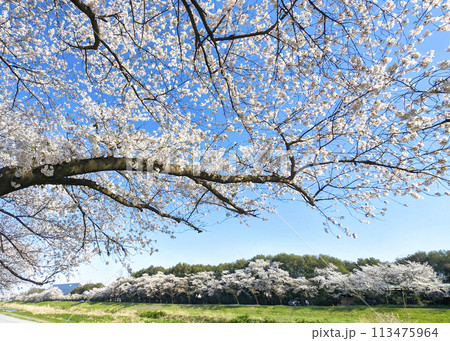満開のこだま千本桜 満開のこだま千本桜 113475964