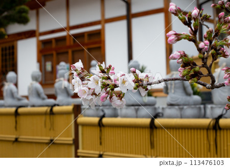 神戸須磨寺の桜と石仏 113476103
