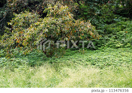 除草作業もされなくなった中山間地域の柿畑 113476356