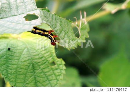 カラムシに発生した蛾の幼虫 113476457