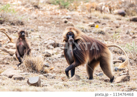 Endemic Gelada, Theropithecus gelada, in Simien mountain, Ethiopia wildlife Endemic Gelada, Theropithecus gelada, in Simien mountain, Ethiopia wildlife 113476468