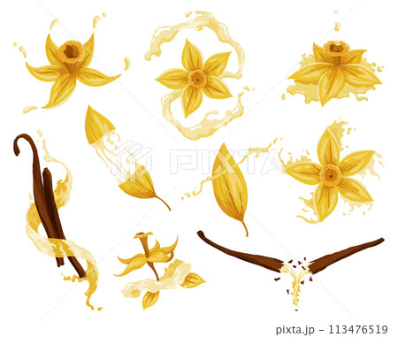 Vanilla flowers, pods and sticks. Realistic vector set of isolated elements. Nature spice. Yellow blossom with drops Vanilla flowers, pods and sticks. Realistic vector set of isolated elements. Nature spice. Yellow blossom with drops 113476519
