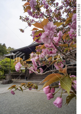 鎌倉244 妙本寺38 八重桜 鎌倉244 妙本寺38 八重桜 113476530