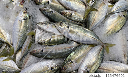 Fishes covered with ice. Seafood sale in wet market 113476601