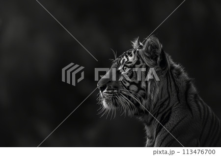 portrait of black and white tiger. Conservation and wildlife concept 113476700
