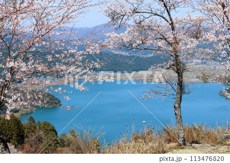 賤ケ岳山頂付近に咲く桜と眼下の余呉湖 賤ケ岳山頂付近に咲く桜と眼下の余呉湖 113476820
