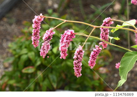 熱帯アジア原産のうなだれたように垂れるピンク色の花の花序が綺麗なオオベニタデ 113476869