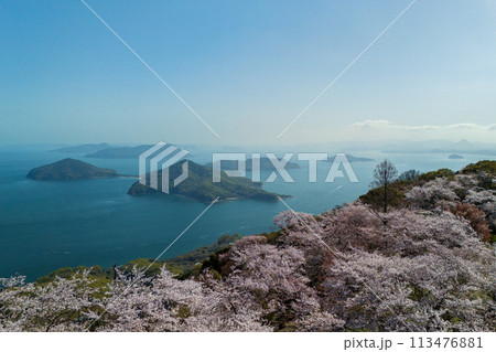 桜満開の紫雲出山 桜満開の紫雲出山 113476881