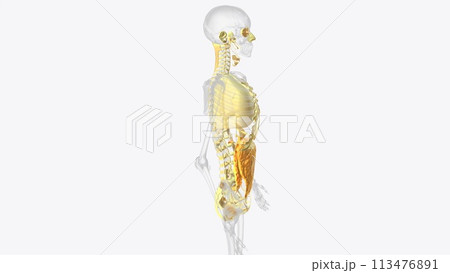 The axial connective tissue system 113476891