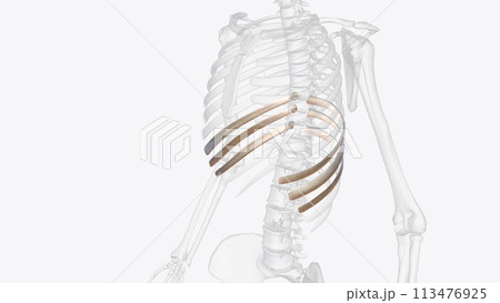 The false ribs are the ribs that indirectly articulate with the sternum The false ribs are the ribs that indirectly articulate with the sternum 113476925