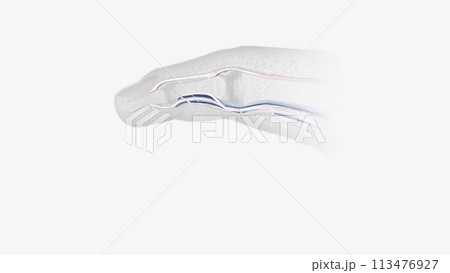 Fingernail Cross Section of Tendons 113476927