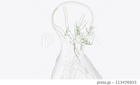 Superficial Iymphatics of head and neck Superficial Iymphatics of head and neck 113476933