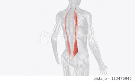 The iliocostalis lumborum muscle is part of the erector spinae, making it one of the deep muscles of the back 113476946
