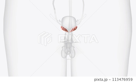 The seminal vesicles are a pair of glands found in the male pelvis, 113476959