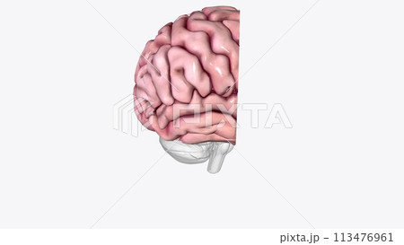 Brain Coronal Cross Section of Right cortexのイラスト素材 [113476961] - PIXTA