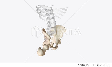 The appendicular skeleton is one of two major bone groups in the body 113476998