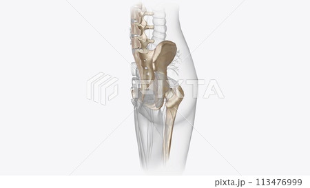 The skeletal system works as a support structure for your body 113476999
