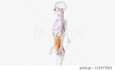 The axial connective tissue system 113477003