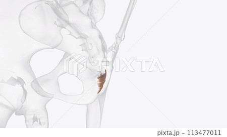 The coccyx, or tailbone, is a small triangle-shaped bone derived from the fusion of four coccygeal vertebrae at the The coccyx, or tailbone, is a small triangle-shaped bone derived from the fusion of four coccygeal vertebrae at the 113477011