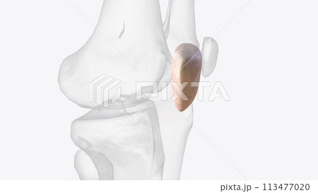 The patella is the largest sesamoid bone in the human 113477020