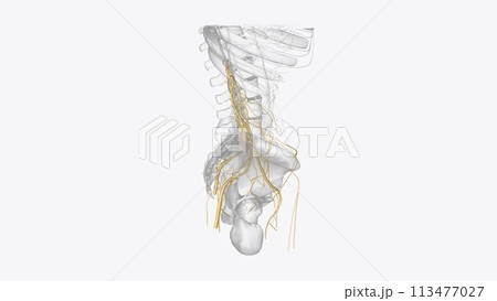 Nerves of pelvis and Iower limb 113477027