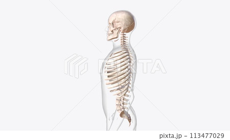 axial skeleton is made up of the 80 bones within the central core of your body axial skeleton is made up of the 80 bones within the central core of your body 113477029