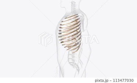 The vertebral column surrounds the spinal cord which travels within the spinal canal, The vertebral column surrounds the spinal cord which travels within the spinal canal, 113477030