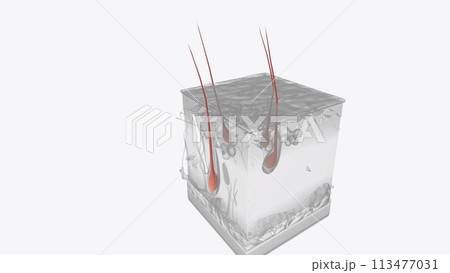 Skin Layers of Hairs 3d medical Skin Layers of Hairs 3d medical 113477031