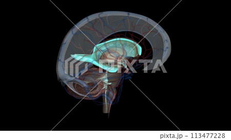 The ventricles are structures that produce cerebrospinal fluid, and transport it around the cranial cavity The ventricles are structures that produce cerebrospinal fluid, and transport it around the cranial cavity 113477228