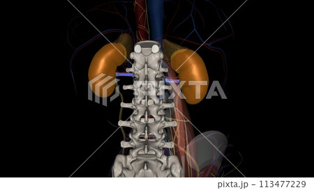 The renal veins are blood vessels that return blood to the heart from the kidney The renal veins are blood vessels that return blood to the heart from the kidney 113477229