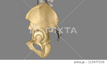 The hip is the area on each side of the pelvis 113477230