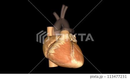 The heart is a fist-sized organ that pumps blood throughout your body The heart is a fist-sized organ that pumps blood throughout your body 113477231