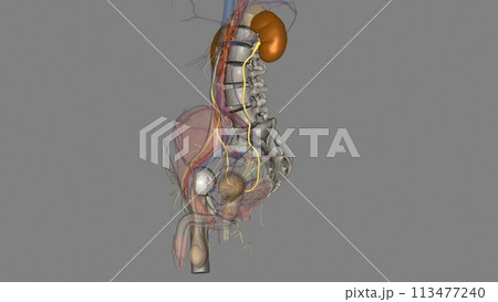 The ureter is a tube that carries urine from the kidney to the urinary bladder The ureter is a tube that carries urine from the kidney to the urinary bladder 113477240