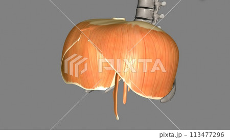 The diaphragm is a muscle that helps you inhale and exhale The diaphragm is a muscle that helps you inhale and exhale 113477296