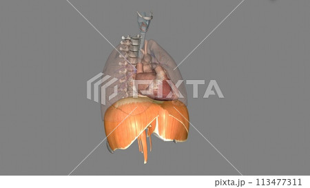 The diaphragm is a muscle that helps you inhale and exhale The diaphragm is a muscle that helps you inhale and exhale 113477311