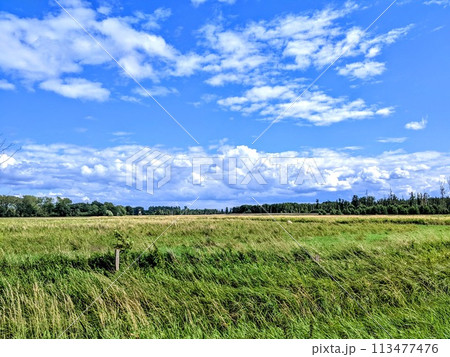 広大な田んぼと鮮やかな空 113477476