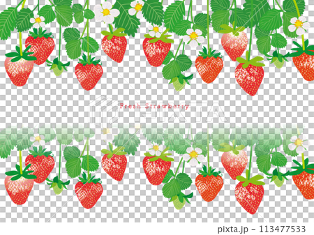 Illustration material of strawberries Illustration material of strawberries 113477533