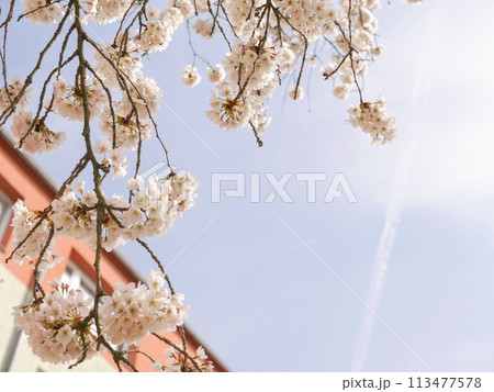 桜と空のコントラストが美しい一枚 桜と空のコントラストが美しい一枚 113477578