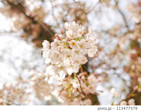 桜の花とつぼみ 桜の花とつぼみ 113477579