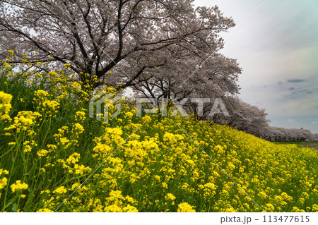 桜と菜の花のある風景(栃木県下野市) 桜と菜の花のある風景(栃木県下野市) 113477615
