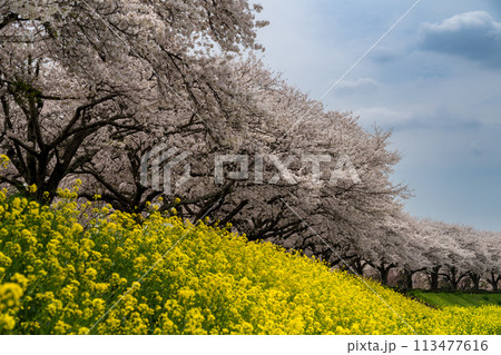 満開の桜と菜の花の土手に咲くサクラ(栃木県下野市) 満開の桜と菜の花の土手に咲くサクラ(栃木県下野市) 113477616