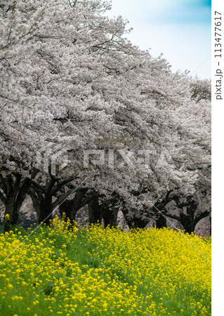 桜と菜の花のある風景(栃木県下野市) 桜と菜の花のある風景(栃木県下野市) 113477617