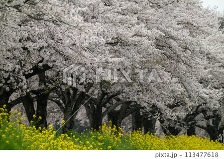 桜と菜の花のある風景(栃木県下野市) 桜と菜の花のある風景(栃木県下野市) 113477618
