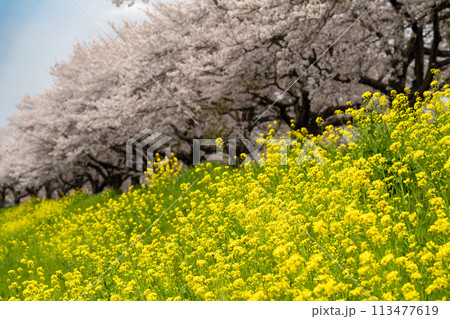 桜と菜の花のある風景(栃木県下野市) 桜と菜の花のある風景(栃木県下野市) 113477619