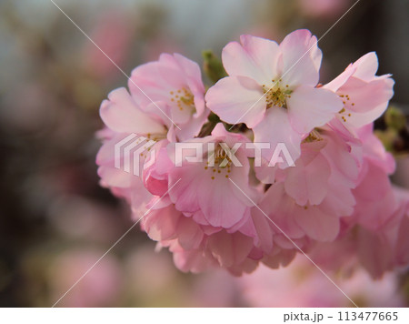 3月に咲いたサクラ「神代曙（ジンダイアケボノ）」 113477665