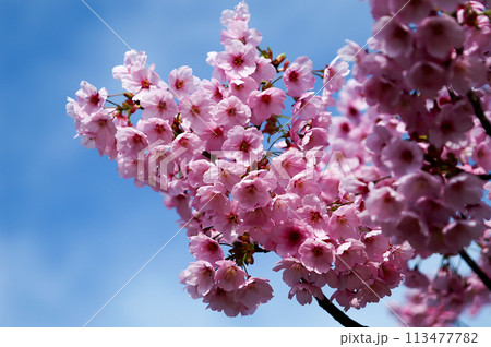 桜 陽光 (ようこう) 桜 陽光 (ようこう) 113477782