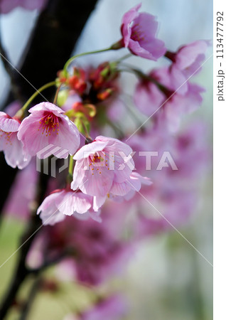 桜 陽光 (ようこう) 113477792