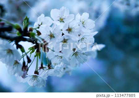 桜 染井吉野(そめいよしの) 113477805
