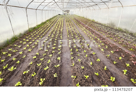 Vegetables in an organic greenhouse plantation. 113478207